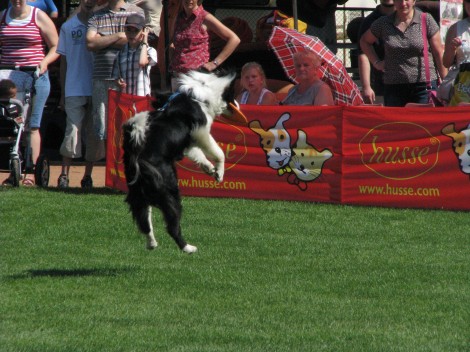 Wystawa psów rasowych 2010 r.